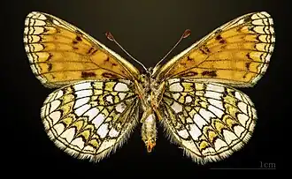 Female underside