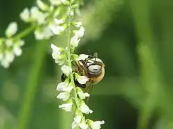 Example species