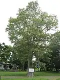 Japanese elm, Kikusui Park, Shintotsukawa (2019)