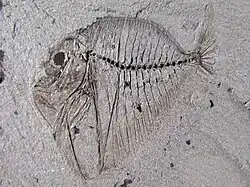 †Mene sp, from Fur Formation, Denmark