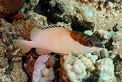 Juvenile