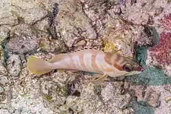Adult