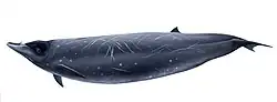 Stejneger's beaked whale (illustration)