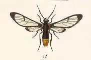 Mesothen flaviventris