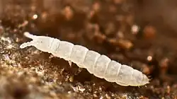 Example species.