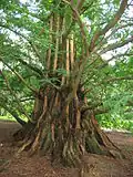 The buttressed base of the trunk