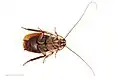 Type specimen of Methana marginalis, ventral view