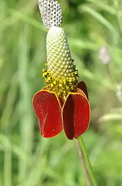 In bloom