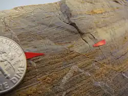 Microfault showing a piercing point (the coin's diameter is 18&nbsp;mm (0.71&nbsp;in))