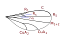 Micromyini and Peromyiini wing veins