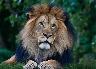Lion (Panthera leo)