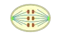 closed , orthomitosis