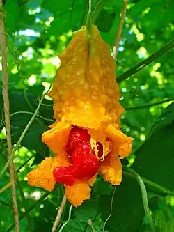 Ripe fruit