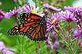 Danaus plexippus on Asterales