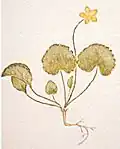 Moneywort-leaved St John's wort, Hypericum nummularium