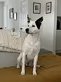 A mongrel dog with German Shepherd, Shetland Sheepdog, American Staffordshire Terrier, Chow Chow heritage, amongst others