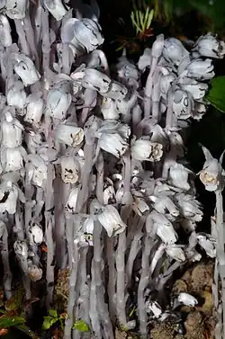 Growing at Puget Sound, Washington