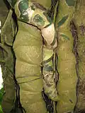 The stems of Monstera 'Esqueleto' showing closely packed leaf scars and aerial roots.