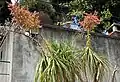 Cultivated, Funchal, Madeira island