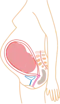 Relative size in 9th month (simplified illustration)