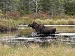 Eastern moose (A. alces americana or A. americanus americana)