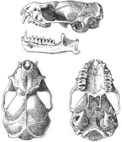 Drawing of bat skull