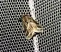 Unknown species