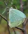 Mating in Hyderabad, India