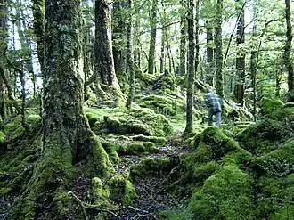 Mount of Moss, close to Te Anau, Fiordland.