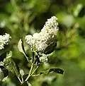 Ceanothus