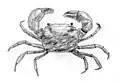 Mud crab