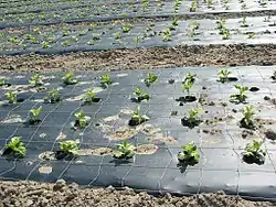 Mulch film made of PLA-blend "bio-flex"