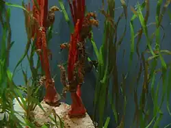 Seahorses