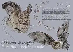 Drawing of brown bat