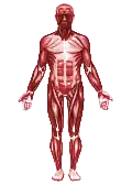 Muscles give the ability for voluntary movement, and involuntary movement as in muscle spasms and reflexes. At the level of the muscular system, motility is a synonym for locomotion.[20][21]
