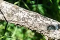Bark