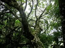 A tree in a forest