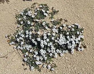 Large flowering plant