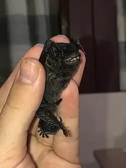 Black bat
