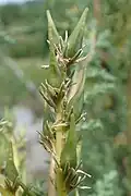 Seed capsules