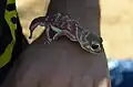 N. levis crawling on hand of volunteer at Calperum, South Australia