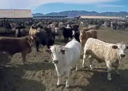 Cattle