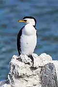 Little shag