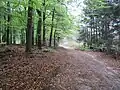 Forest near Emst