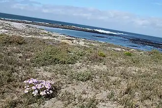 Coastal section