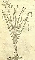N. serotinus, John Gerard, The Herball 1597