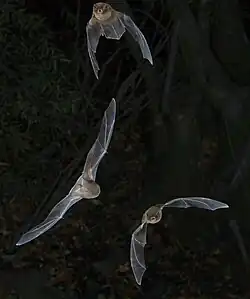 Brown bats