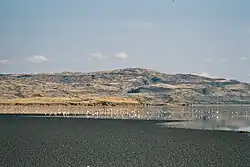 The lake with flamingos