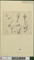 Artwork by Ernst Philipp Sixtus of Engelhardia spicata flowers