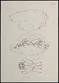 Caloglyphus leefmansi (Oudemans), Anthonie Cornelis Oudemans
